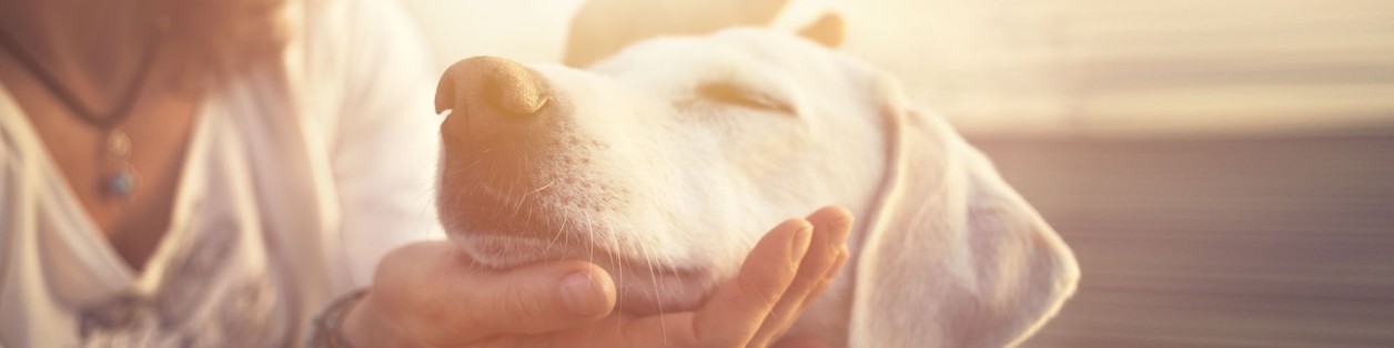 Hund hat Lust auf Snack